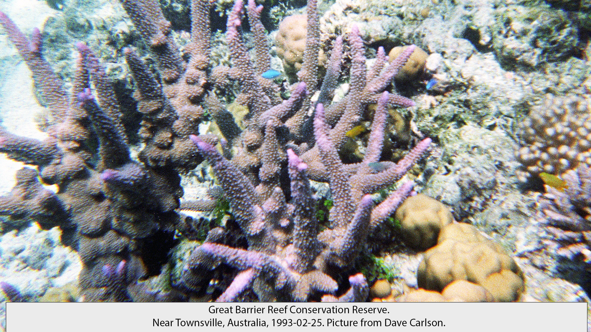 Great Barrier Reef