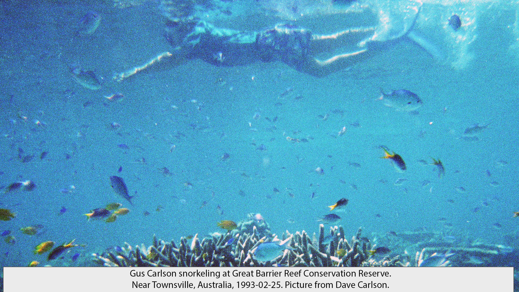 Gus reef