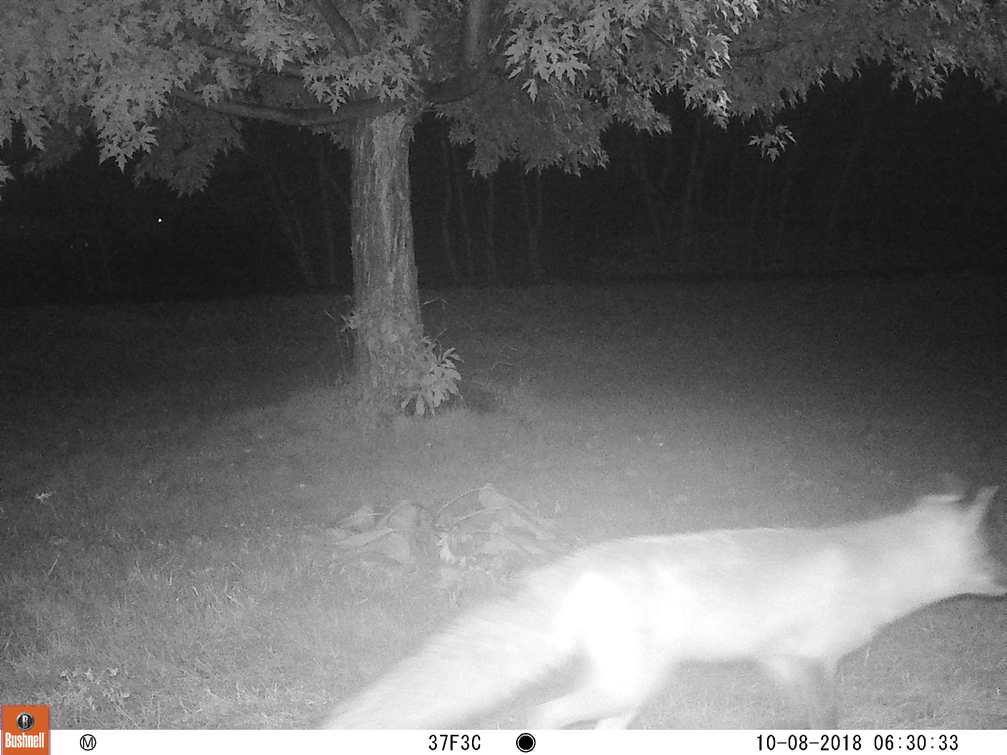 fox