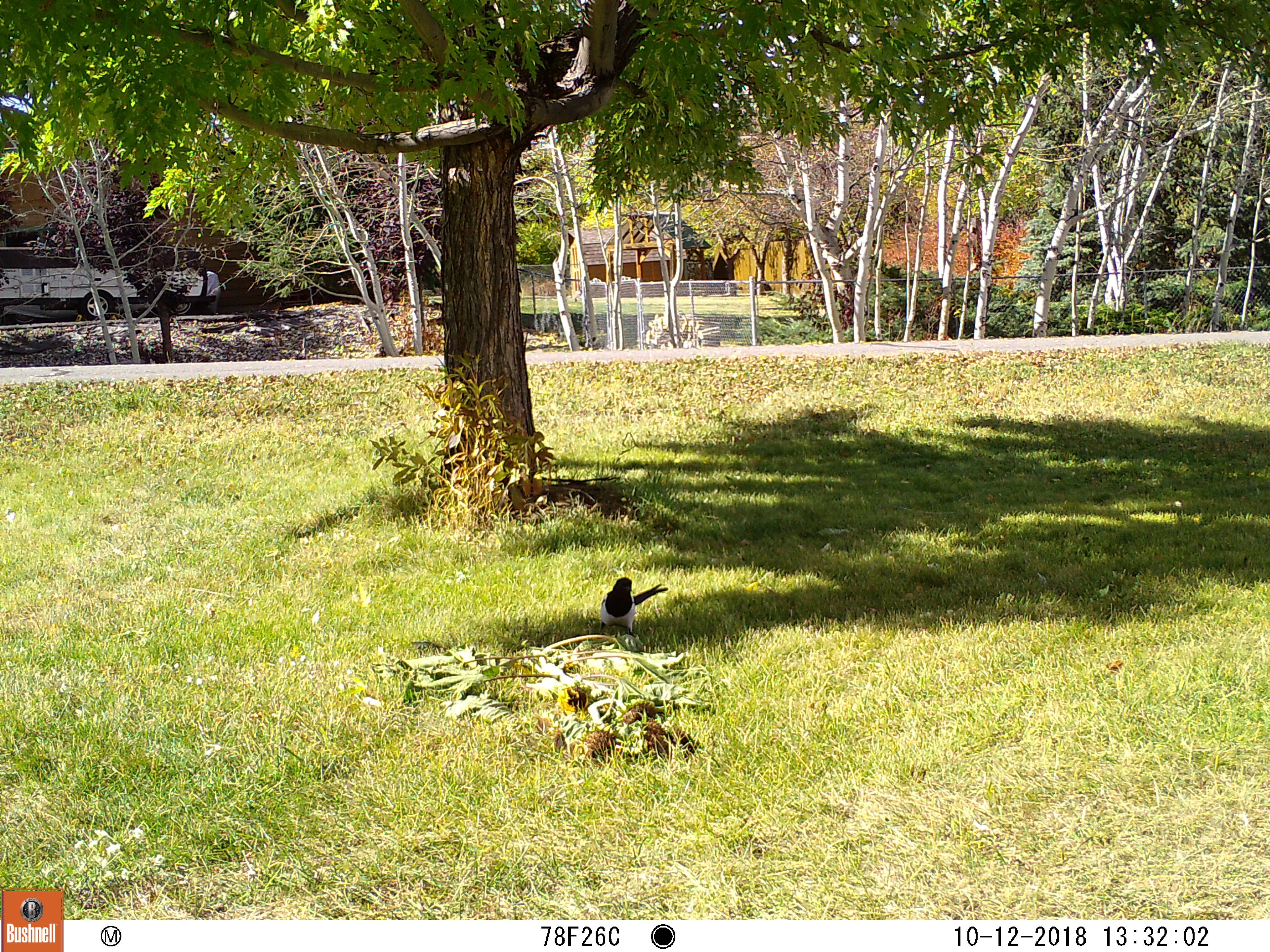 magpie