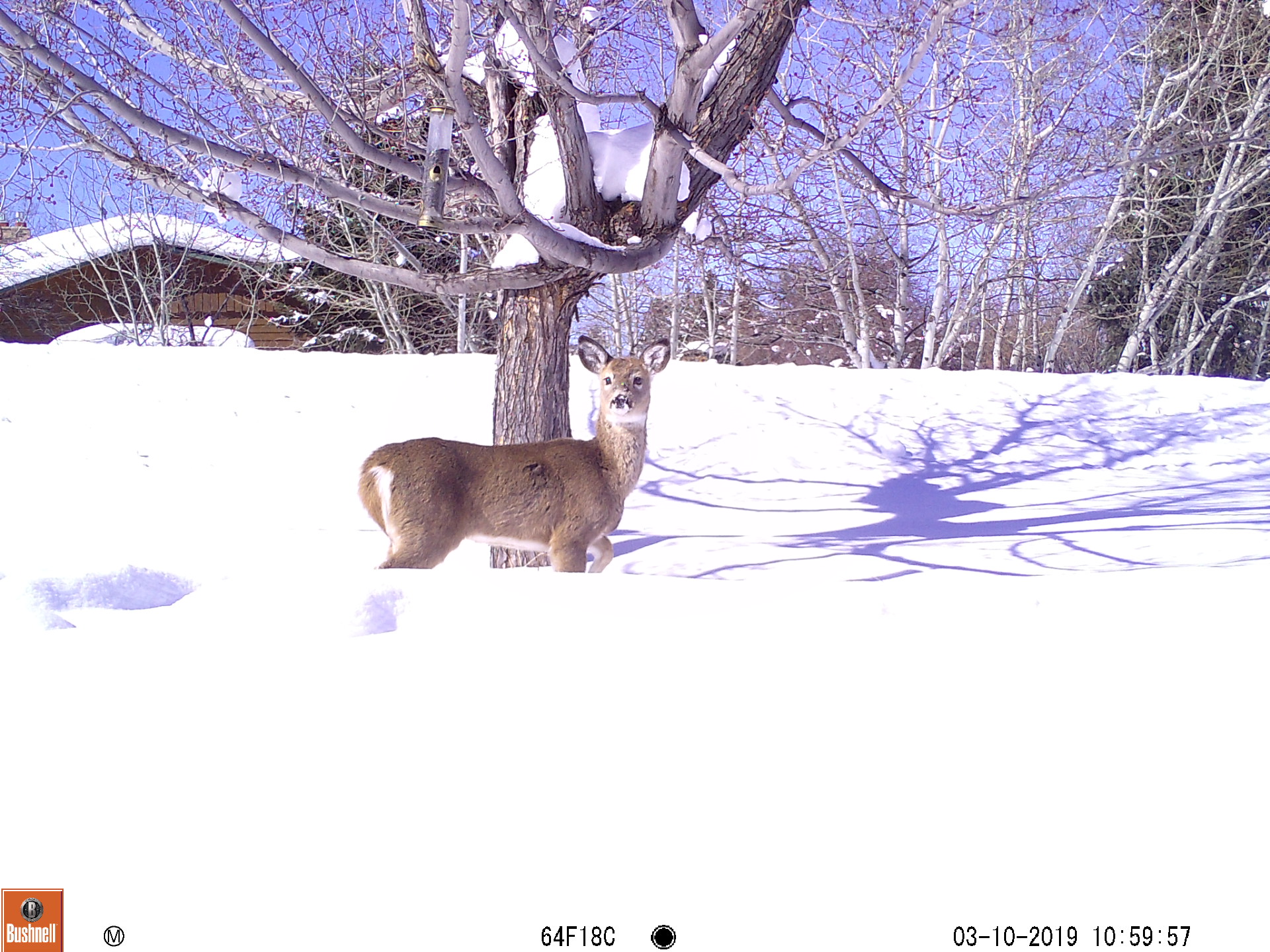 deer