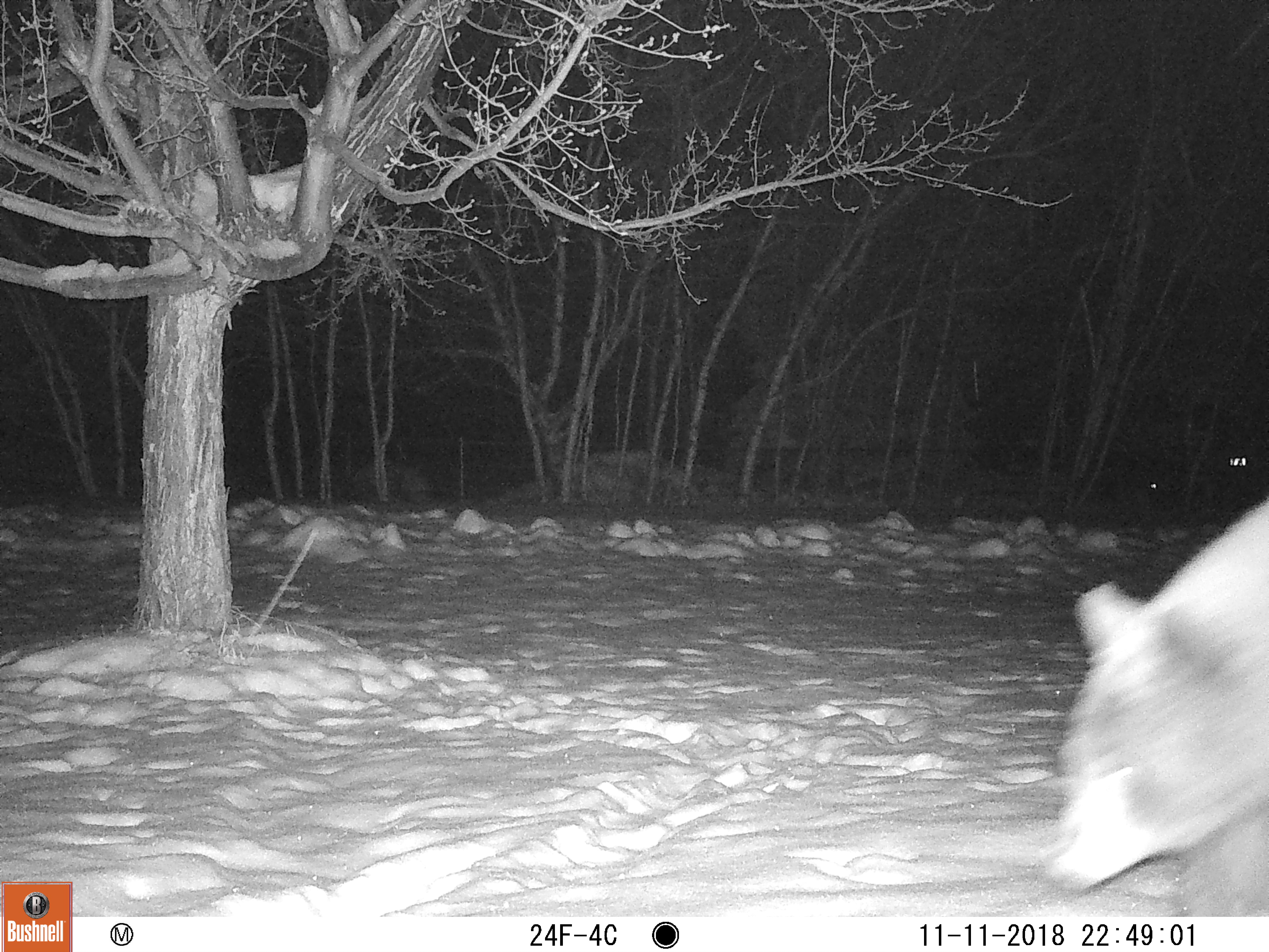 Local bear