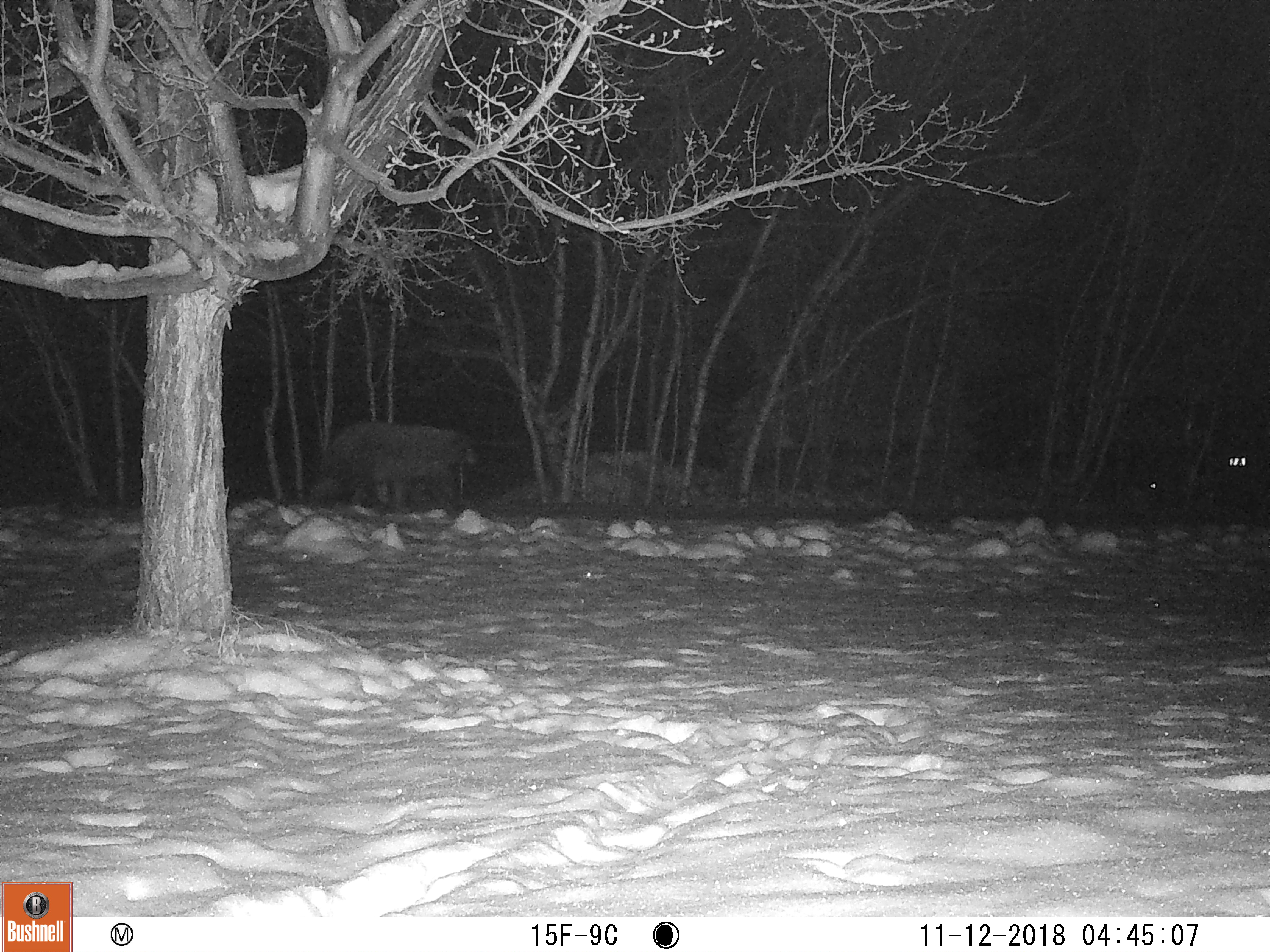 Local bear