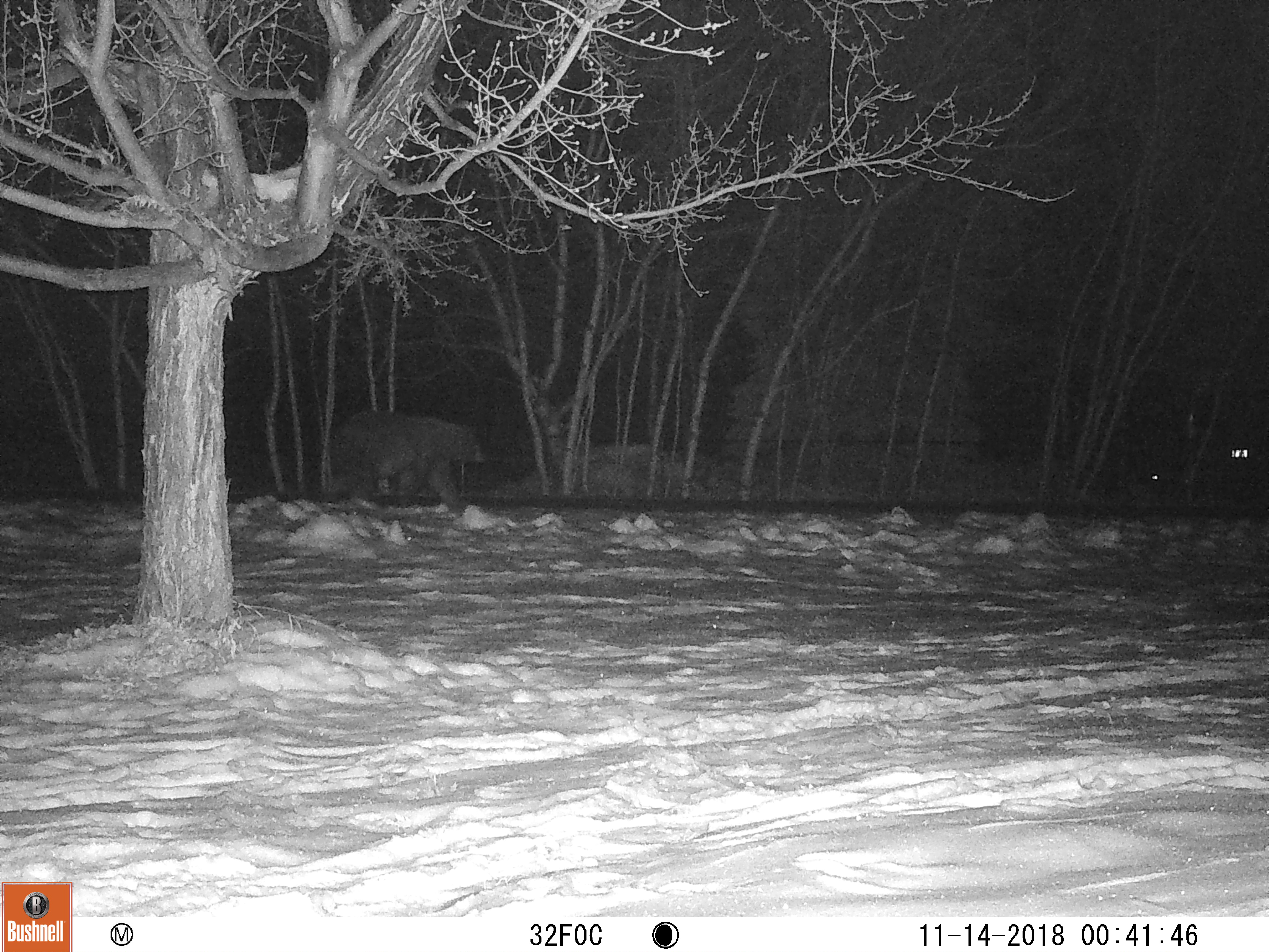 local bear