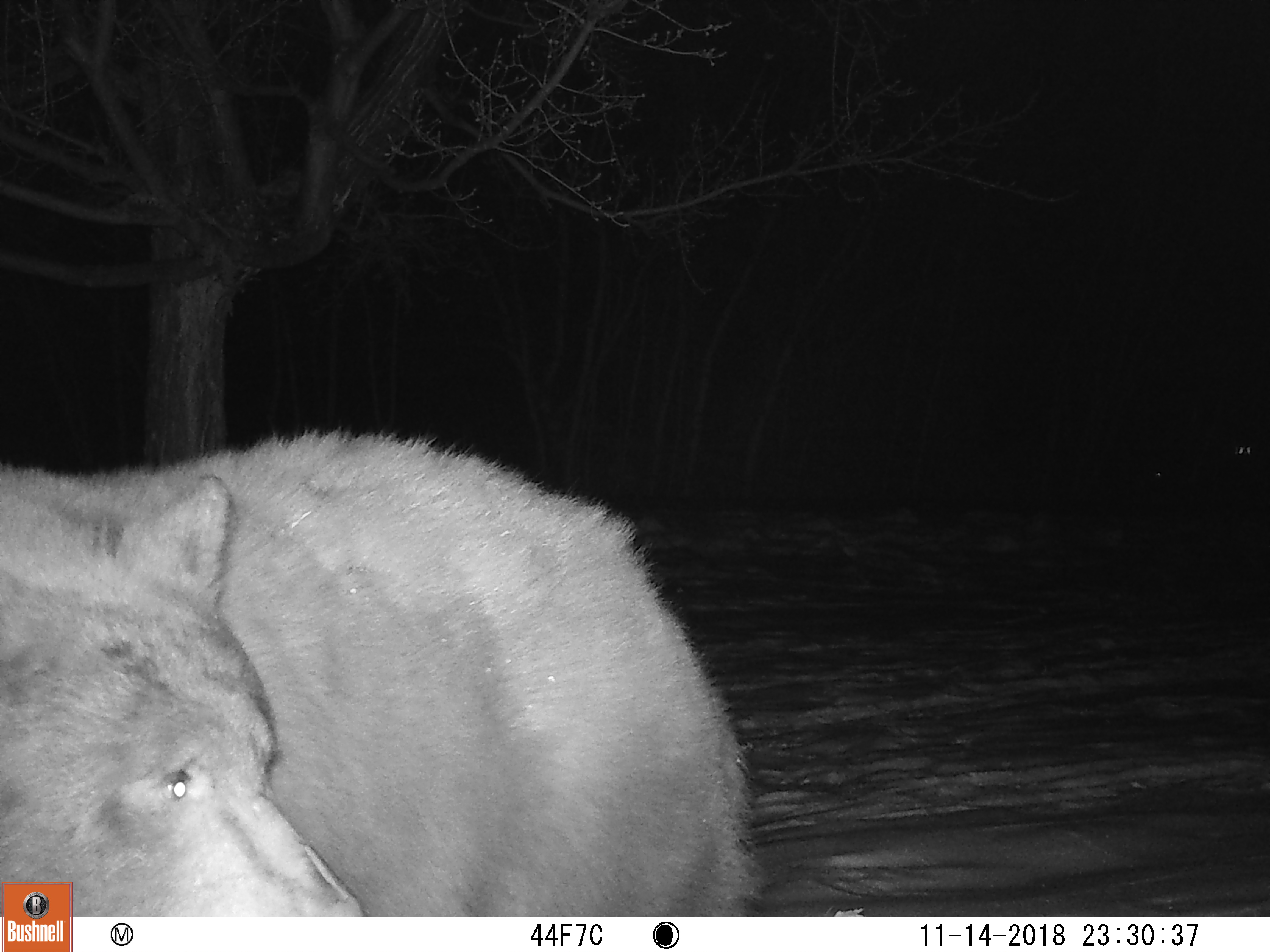 local bear