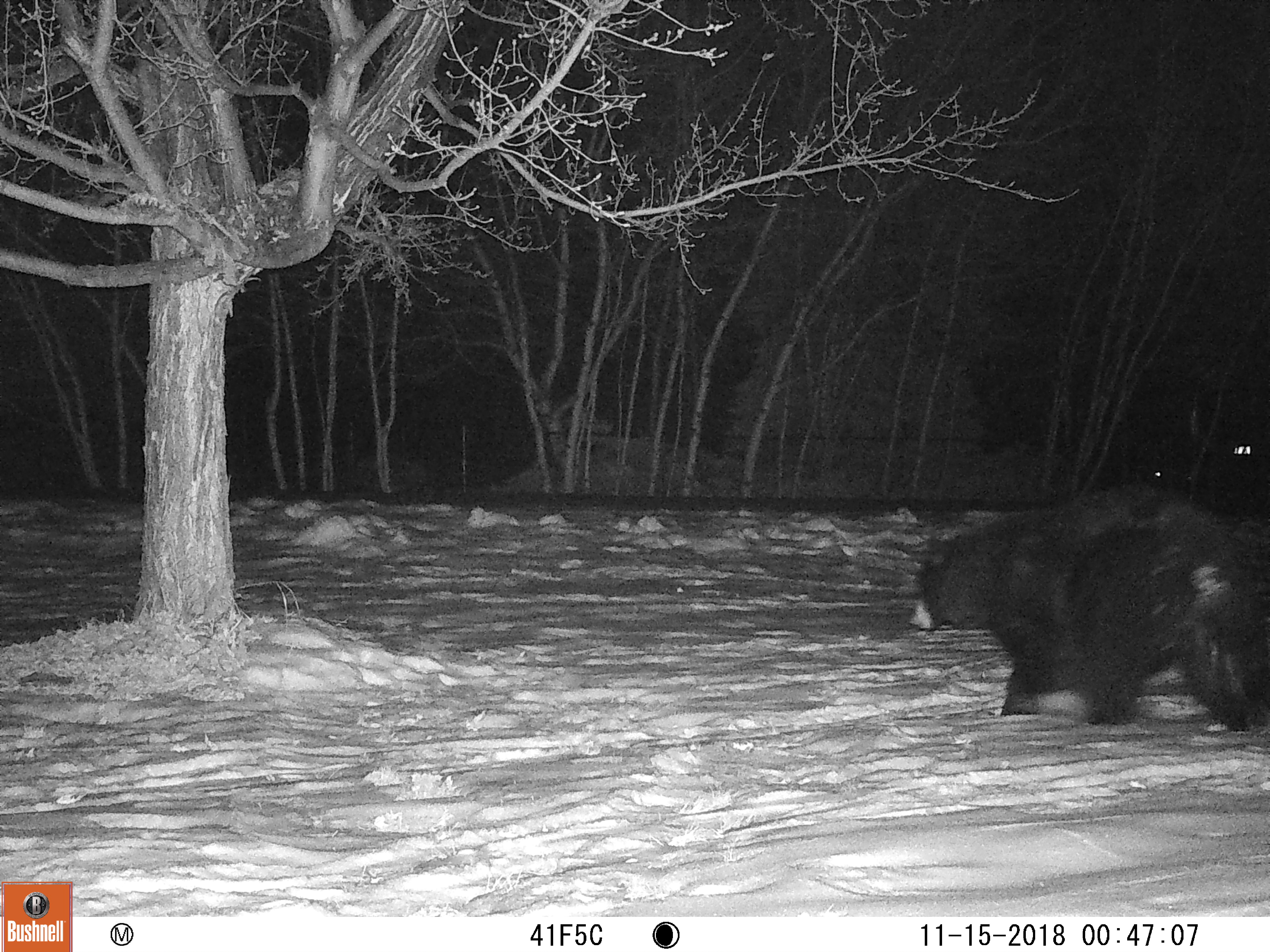 local bear