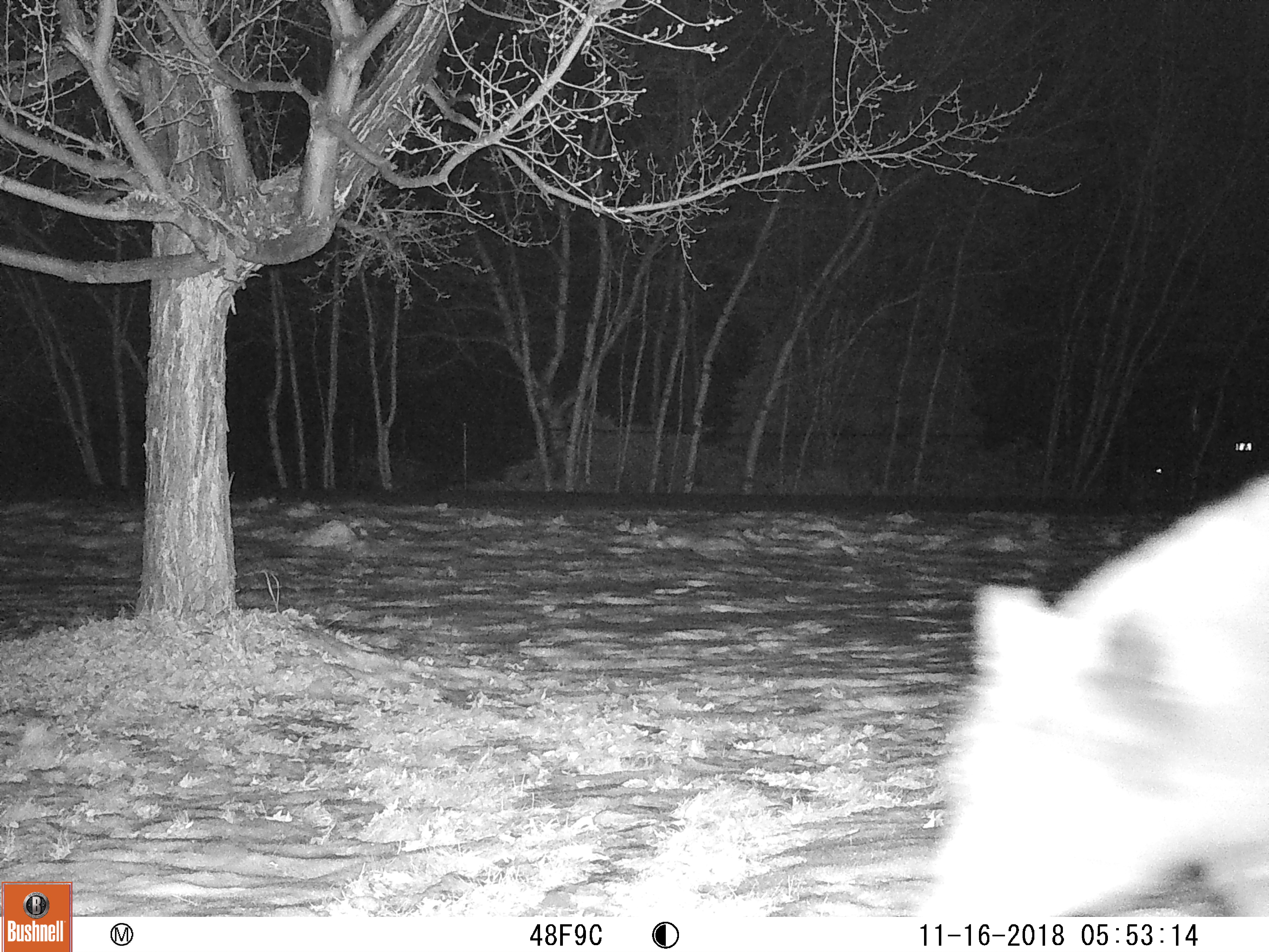 local bear