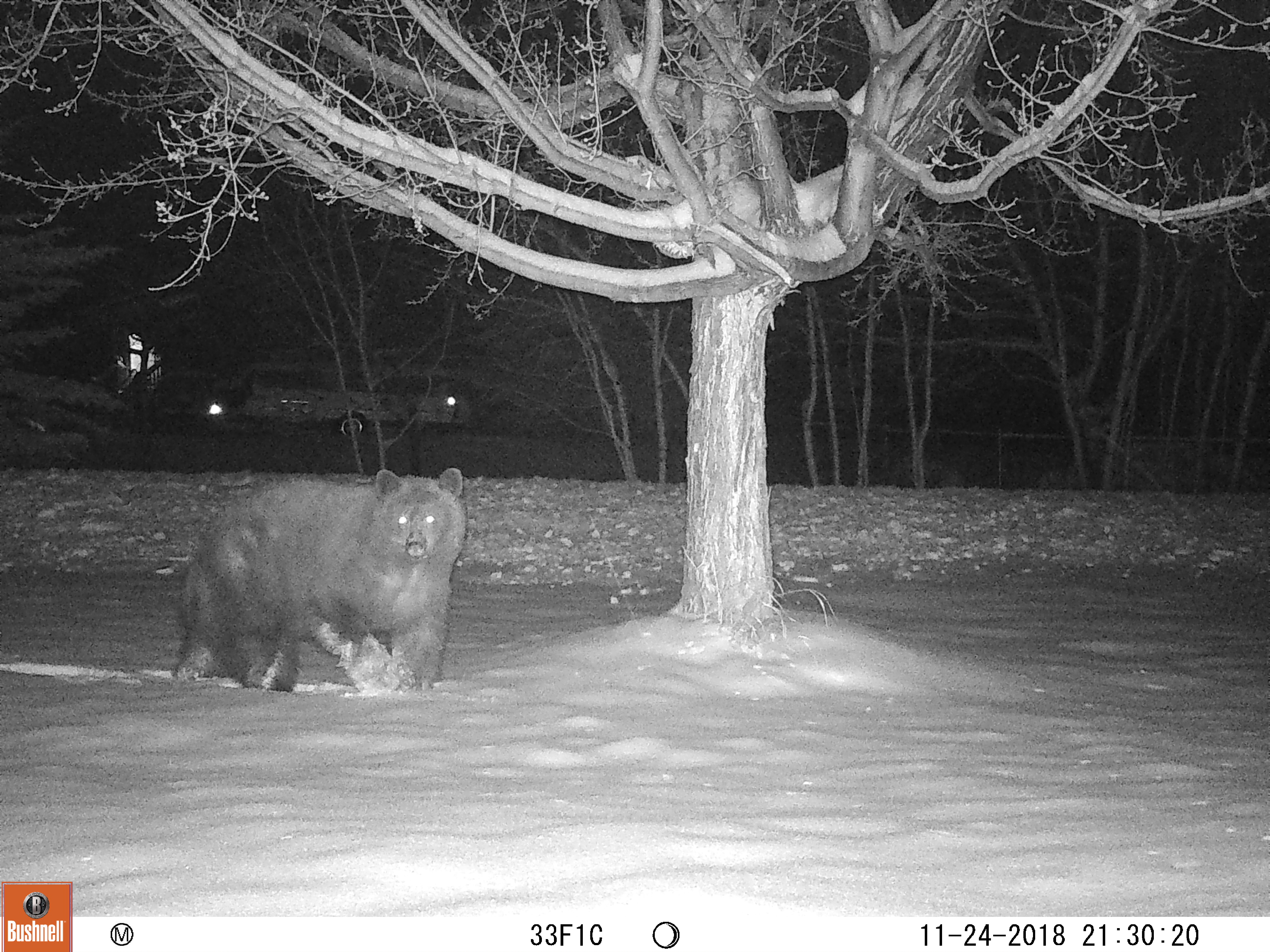 local bear