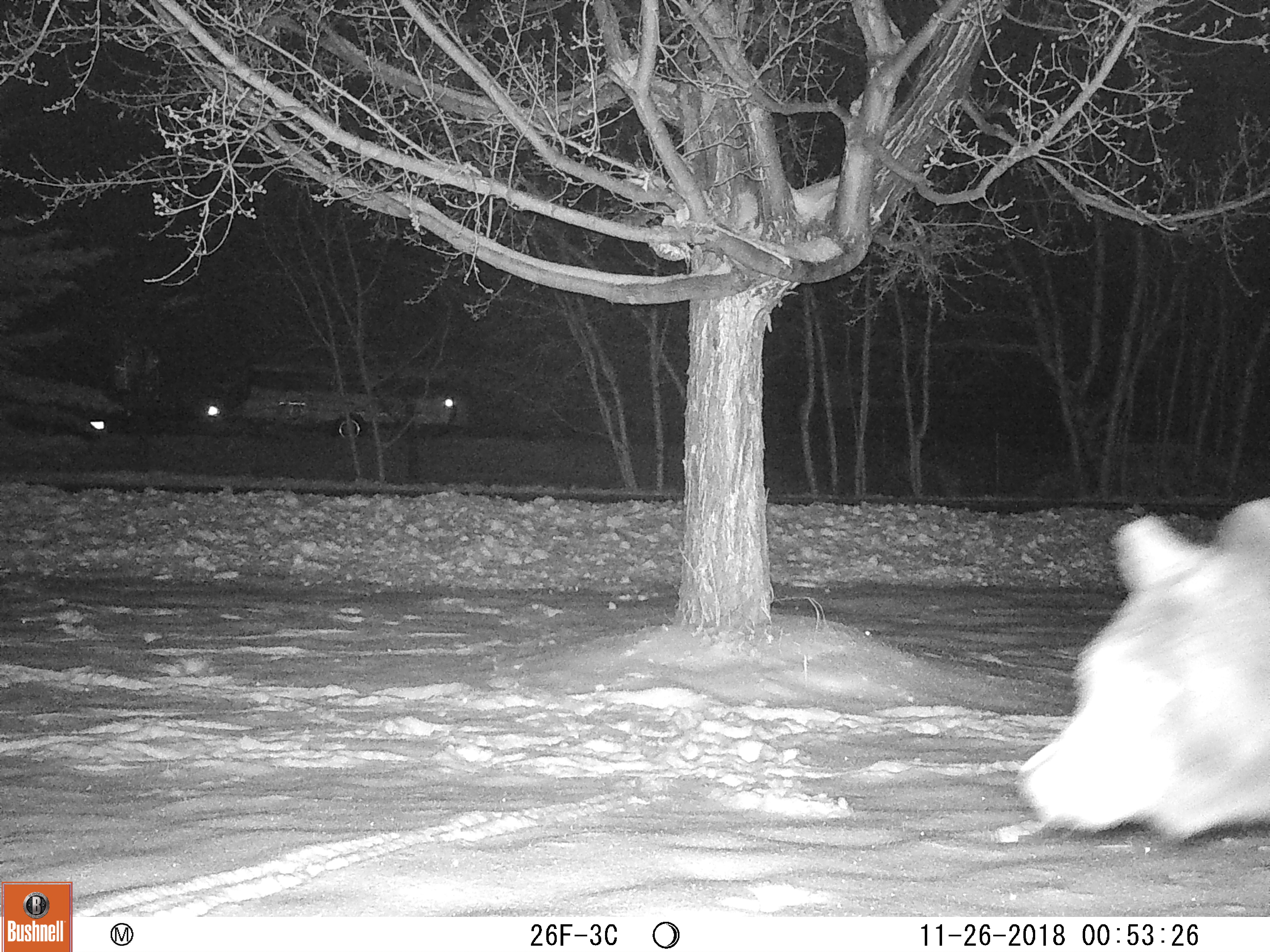 local bear