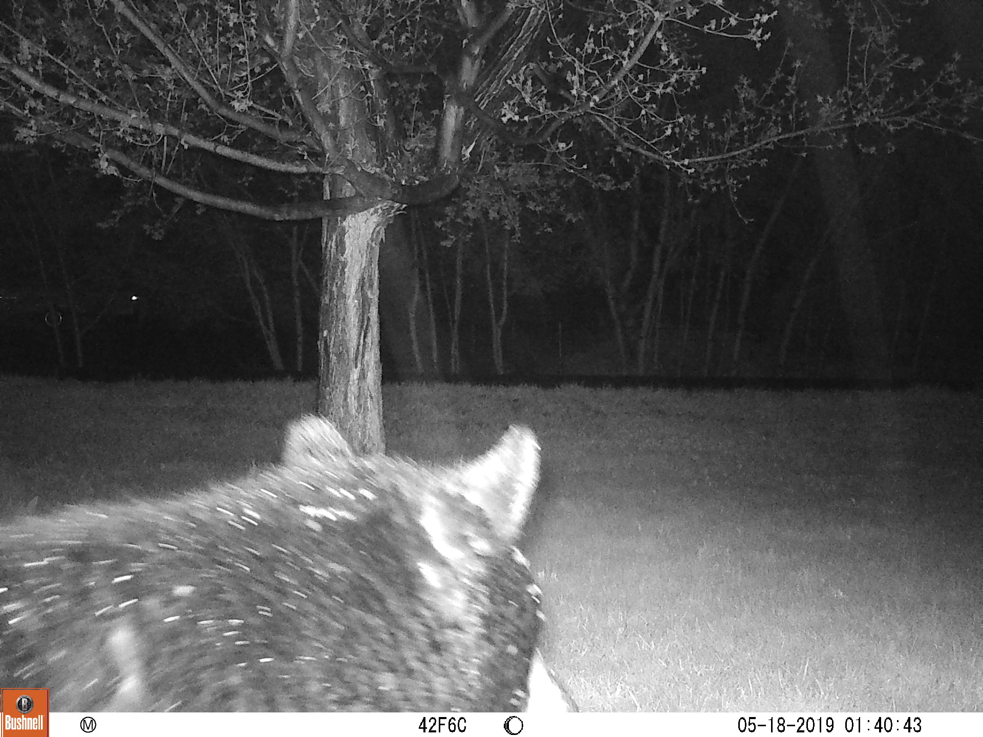 local bear