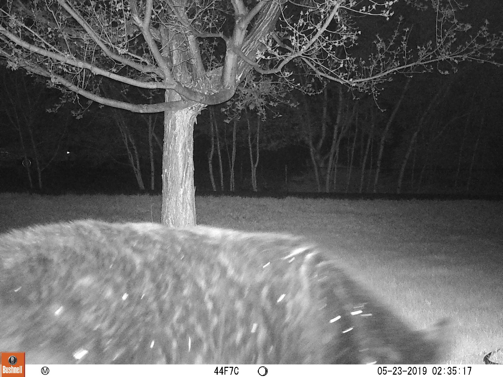 local bear