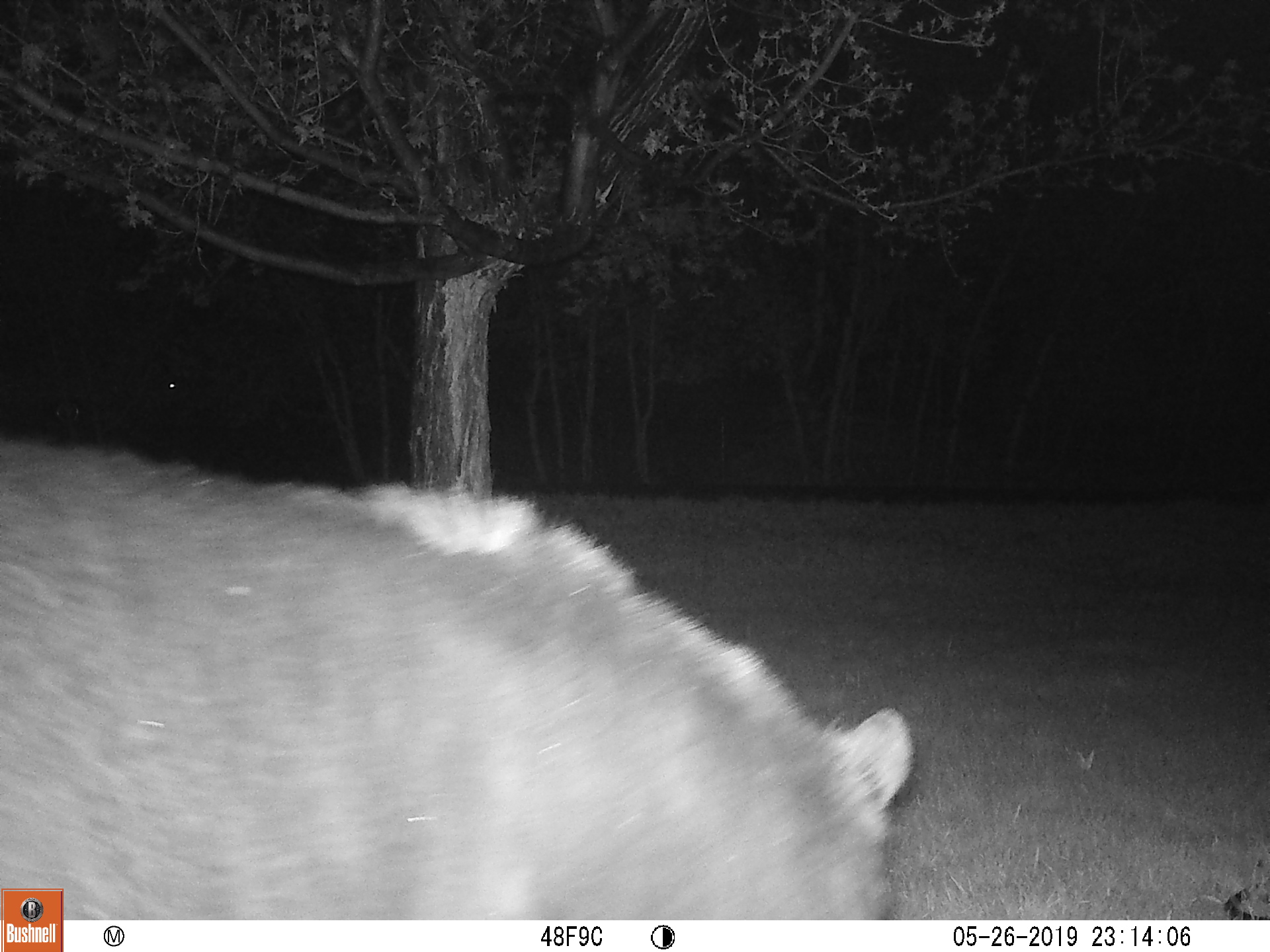 local bear