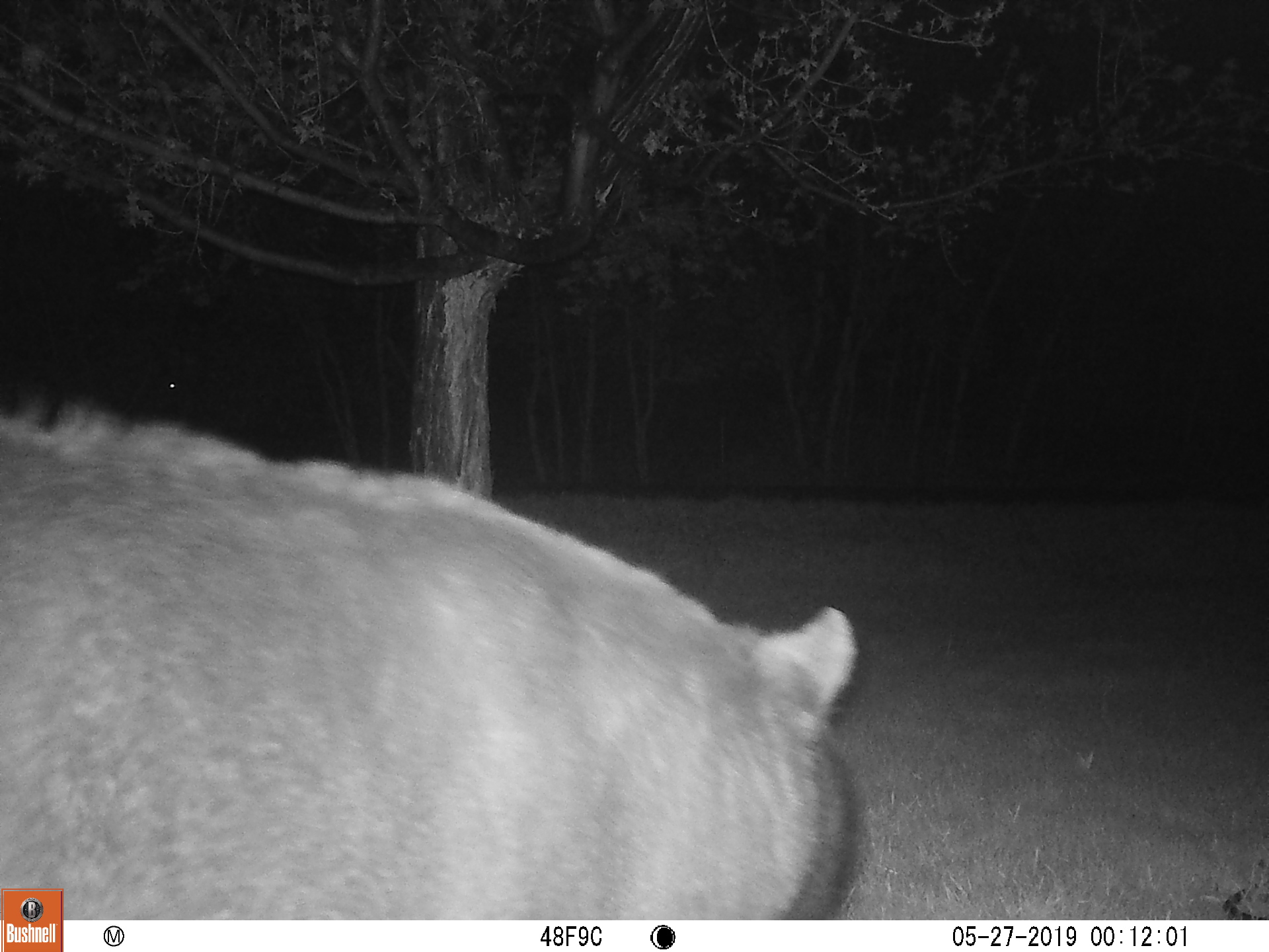 local bear