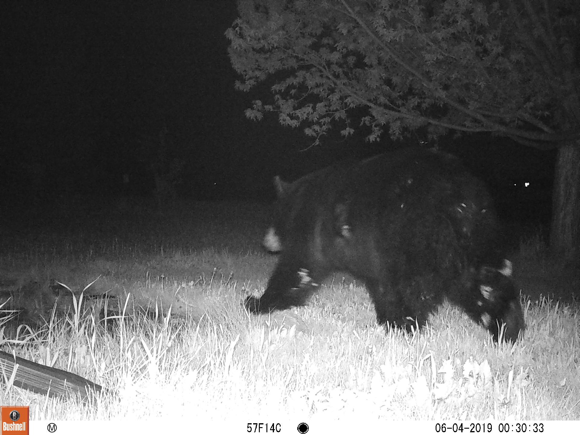 southbound bear