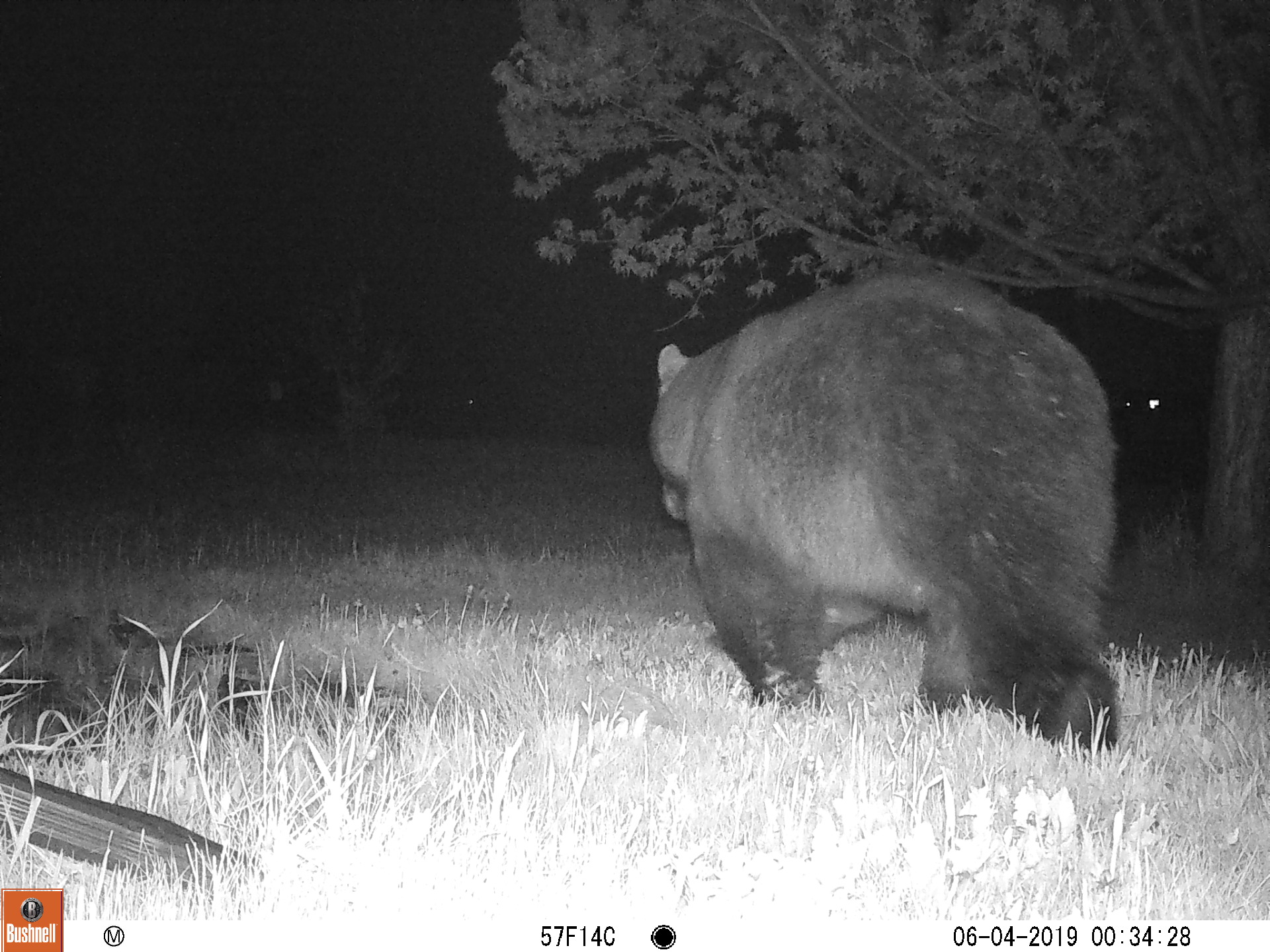 southbound bear