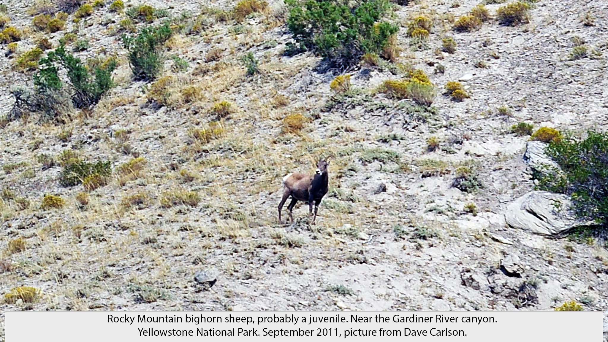 big horn sheep