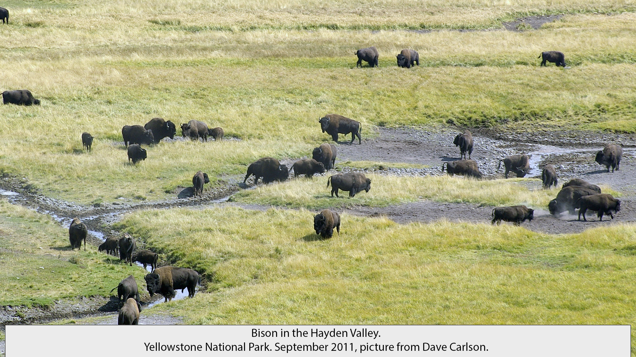 bison