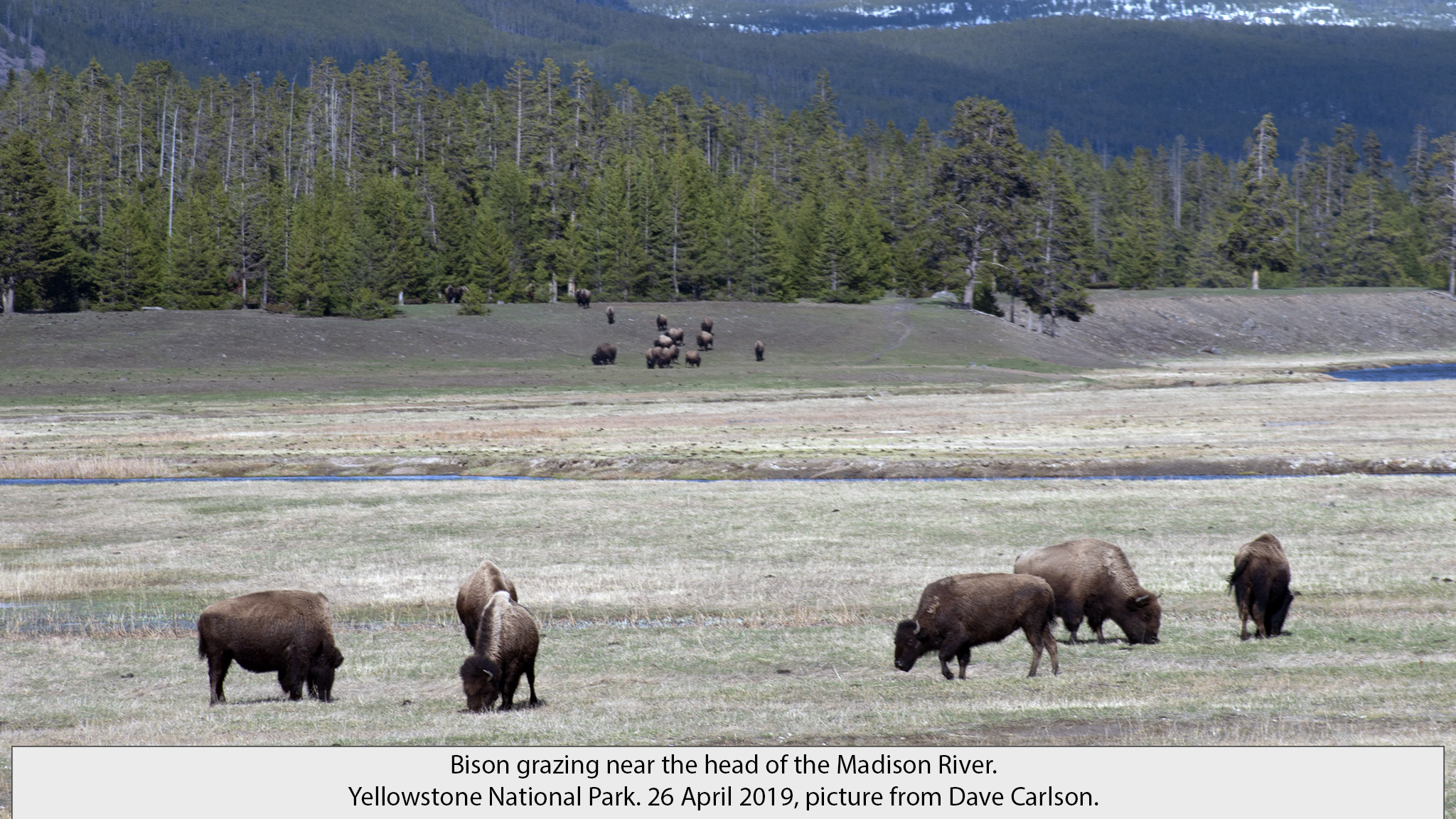 bison