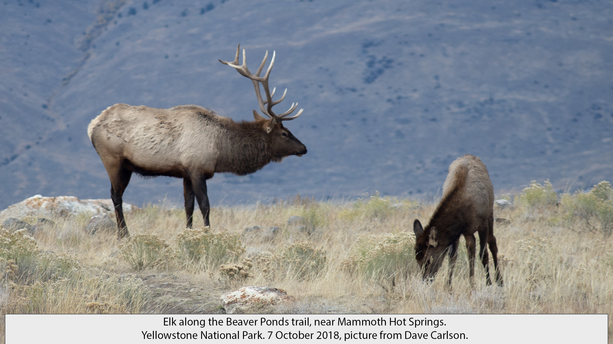 elk