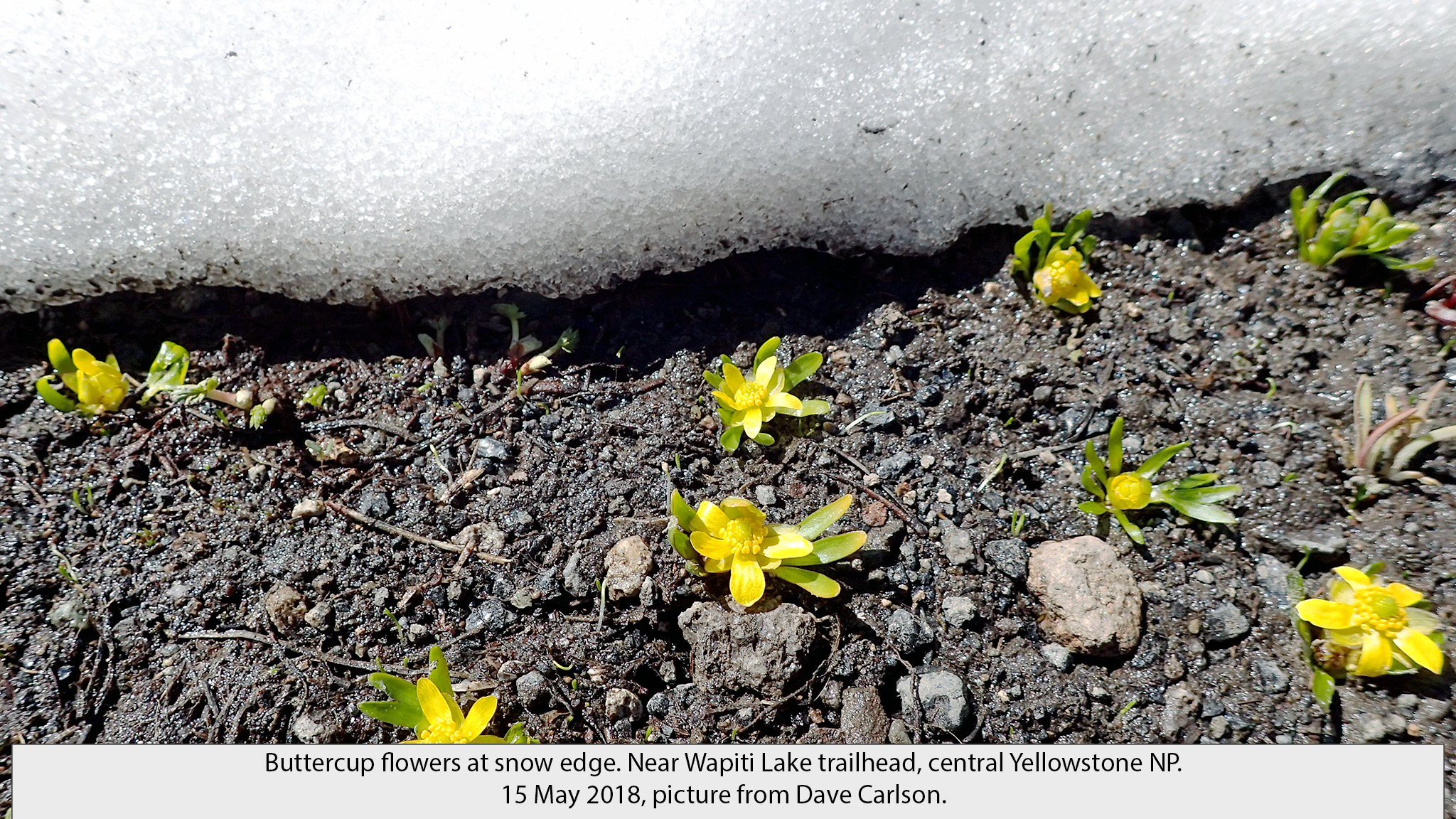 spring wildflowers