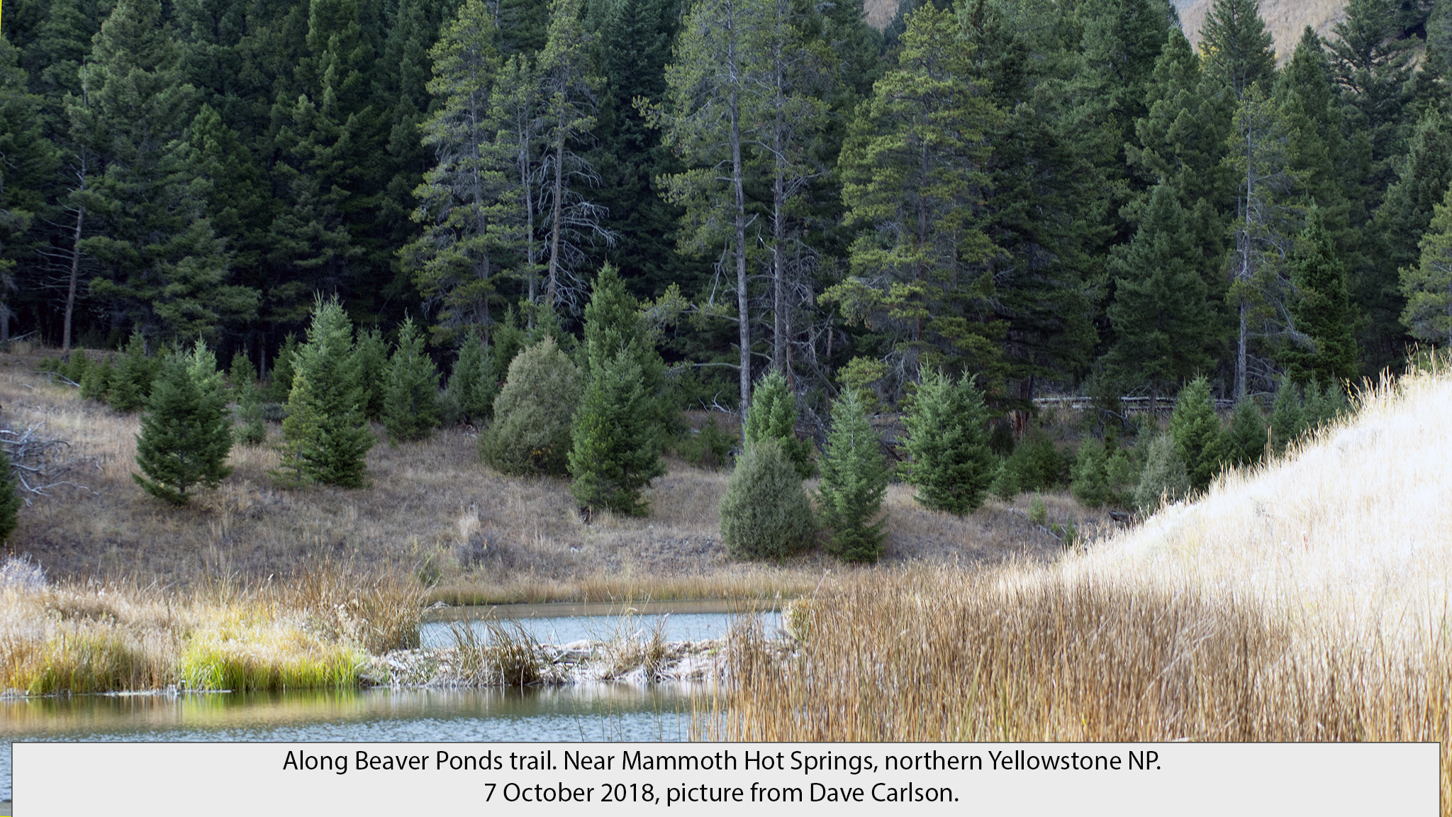 beaver ponds